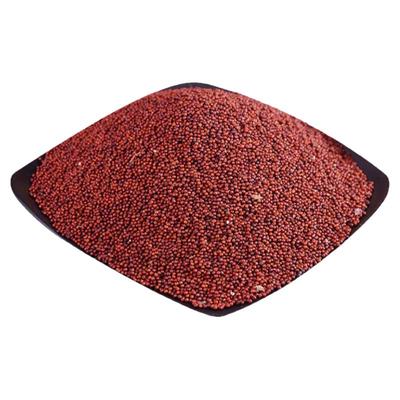 广西新鲜食用粟米粉粟婴儿