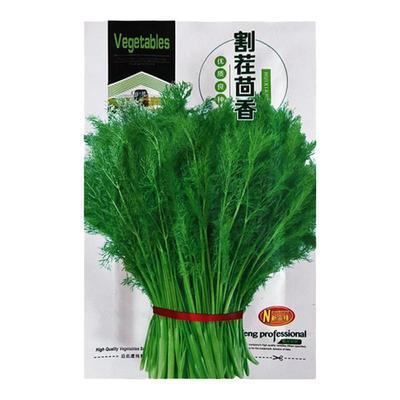 茴香种子割茬小茴香根苗蔬菜种籽