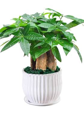发财树盆栽易活植物客厅四季常青