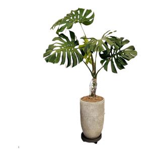 老桩龟背竹观叶植物办公室内客厅大盆栽绿植物盆景好养大型玄关