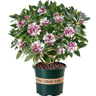 金边瑞香盆栽浓香型带花苞老桩树苗冬季开花四季常青室内耐寒花卉