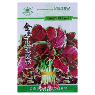 红苋菜种子大叶耐热四季播白圆叶苋菜种籽菜园盆栽野菜籽蔬菜种孑