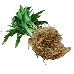 天然现挖麦冬苗有机可食用盆栽带坠发货庭院宽阔叶中药用麦冬草坪