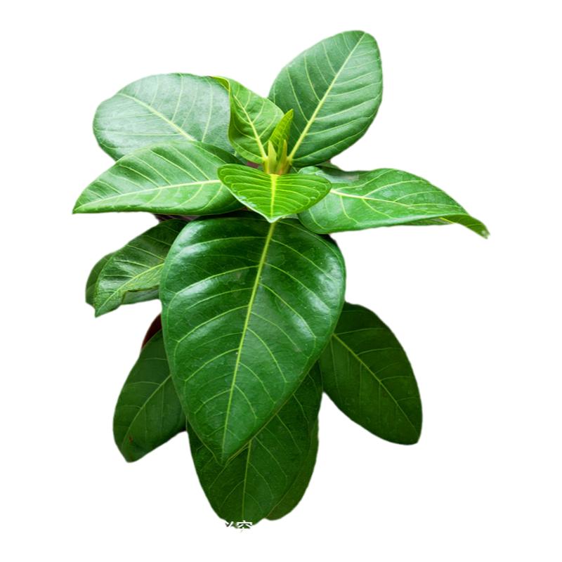富贵榕黄金榕盆栽苗室内盆景造景花卉绿植北欧风颜值高好养包邮