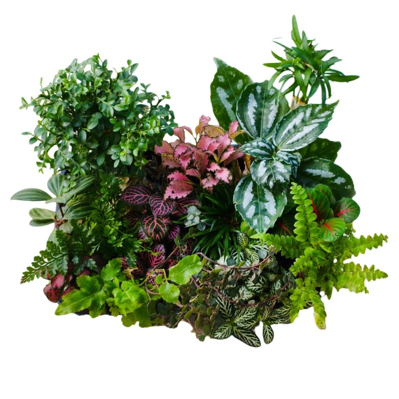 苔藓微景观套餐组合室内桌面生态瓶种植土培植物材料创意diy套餐
