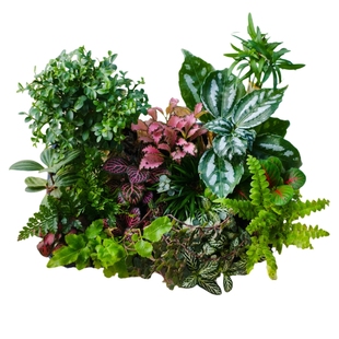 苔藓微景观套餐组合室内生态瓶种植土培植物材料创意diy定制套餐