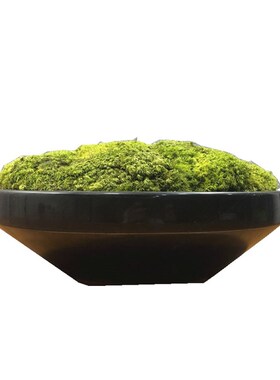 wuliflower永生苔藓茶几摆件