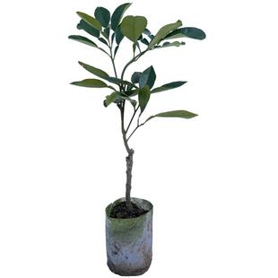 广西柚子树苗正宗嫁接纯甜容县沙田柚桂柚1号玉环文旦苗南方种植