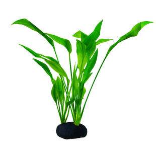 水草阿根廷皇冠坨草缸鱼缸造景溪流缸古法新手挺水半水水下叶淡水