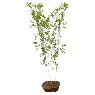 黄金竹罗汉竹庭院观赏四季盆栽竹子苗造景北方耐寒根苗带土室内外