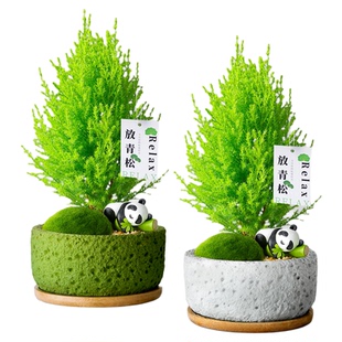 放轻松青松小香松小盆栽办公室小绿植物室内盆栽工位稳定情绪神器