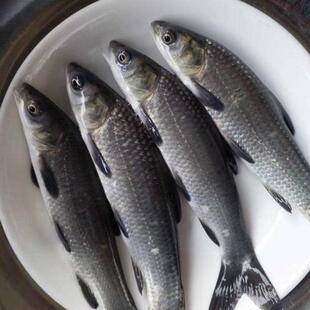 黑草鱼苗 优质青鱼苗 螺丝混鱼苗 螺丝青鱼苗 淡水养殖 黑鲩鱼苗