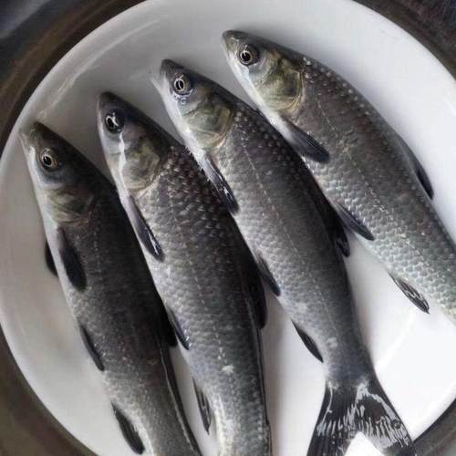 优质青鱼苗 黑鲩鱼苗 螺丝青鱼苗 螺丝混鱼苗 黑草鱼苗 淡水养殖