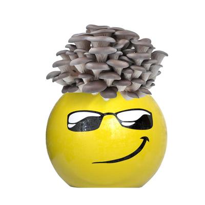 喷水就长蘑菇盆栽蘑菇娃娃