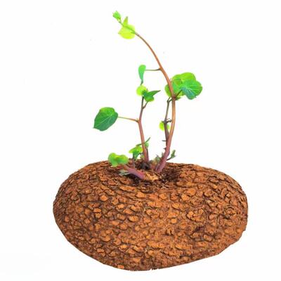 买一送一  云南山乌龟爬藤植物金不换红藤绿藤块根室内可水培