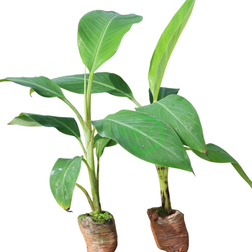 芭蕉树绿植盆栽庭院香蕉树苗大型北方室外内耐寒植物户外大叶巴蕉
