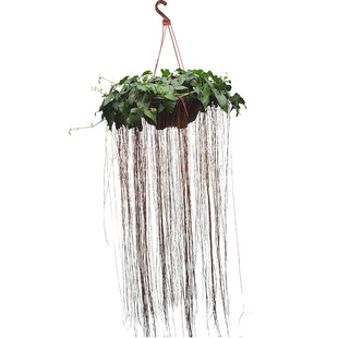 金叶子锦屏藤一帘幽梦龙须藤庭院阳台攀援植物室内外造景常绿盆栽