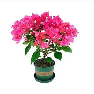 三角梅盆栽植物花卉苗新品种净化空气四季开勤花盆景开花重瓣绿樱
