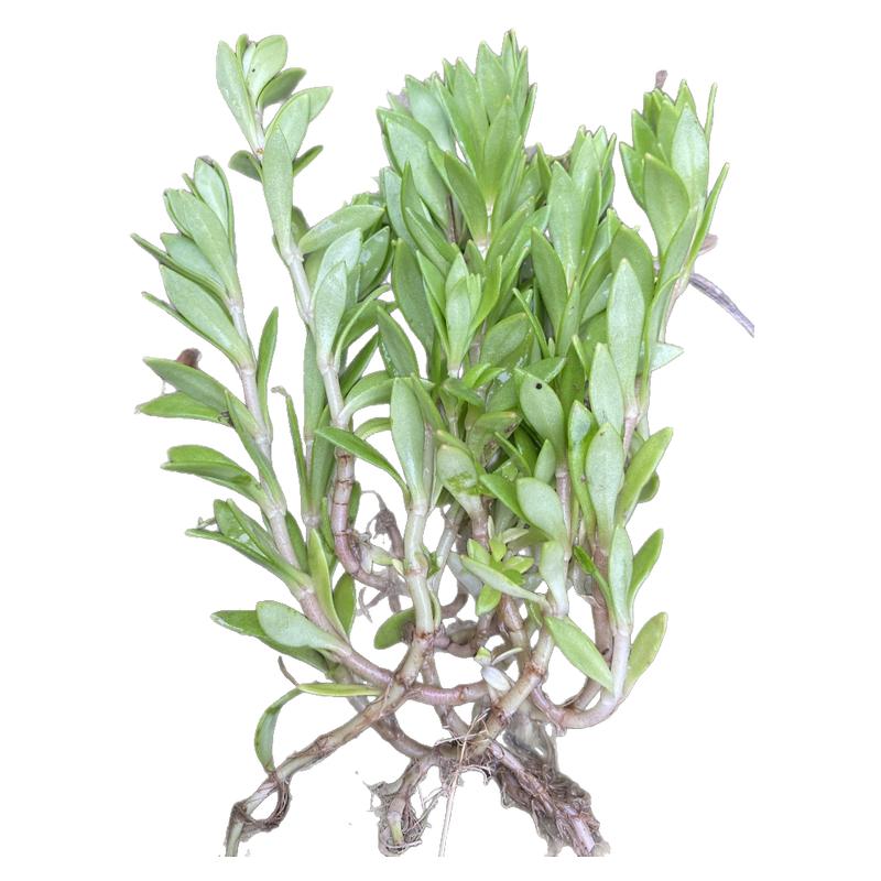 野生新鲜垂盆草嫩头可食用护肝草中药材农村现摘现发狗牙瓣儿吊兰