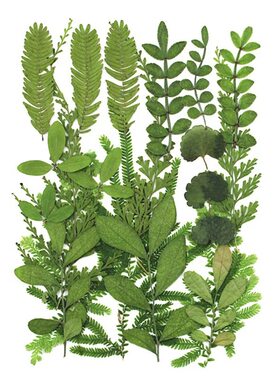干花手工diy材料包押花植物树叶