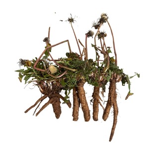 野外生长蒲公英新鲜带根带花整株现挖婆婆丁黄花地丁茶3斤包邮