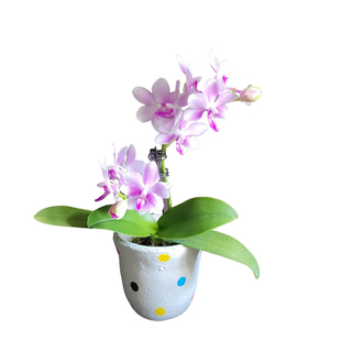 轻奢马卡龙蝴蝶兰蓝星蓝宝石带花苞盆栽香奈儿室内鲜花卉好养精品