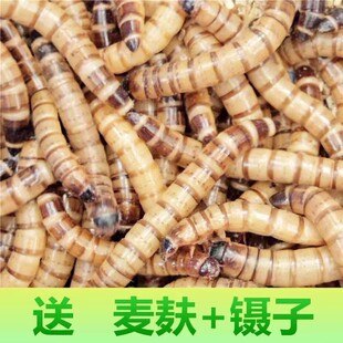4-5厘米左右大麦虫宠物鱼类鸟类龟类鼠类虫子饲料大麦虫