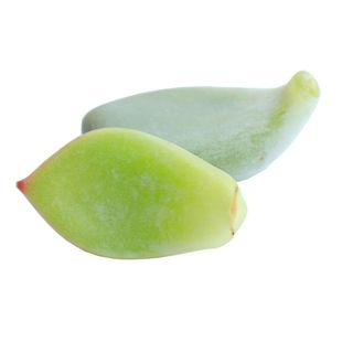 多肉植物叶片种子福包韩国进口贵货趣味叶插桃蛋女王麦秆套餐包邮