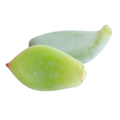 叶片韩国进口多肉植物女王麦秆