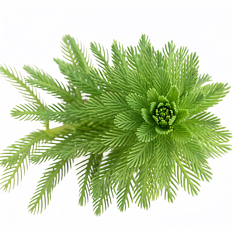 狐尾藻水草活体水池鱼缸净水造景水草