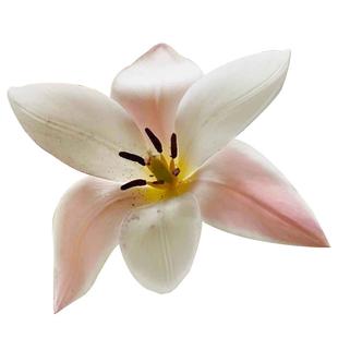 进口原生郁金香种球秋植球根花苗盆栽地栽多年生耐寒土培虹越现货