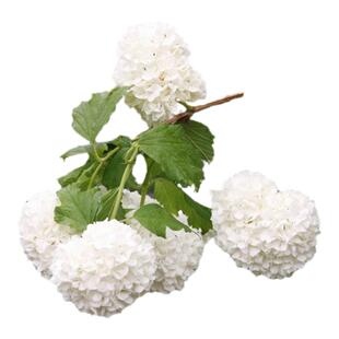 海蒂的花园欧洲木绣球花卉植物庭院露台庭院盆栽树苗耐寒绣球花苗