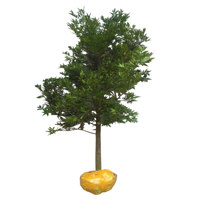 驱蚊竹柏耐阴易养四季常青盆栽