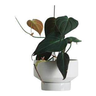 DOLV 豆绿 云母蔓绿绒 ins冷淡风趣味室内爬藤植物 耐阴好养绿植