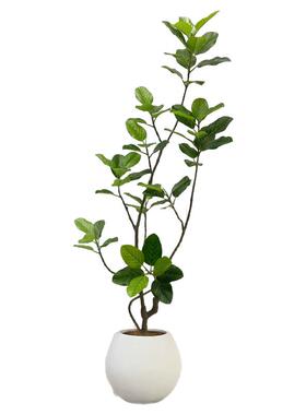 仿真绿植高级感中古风孟加拉榕