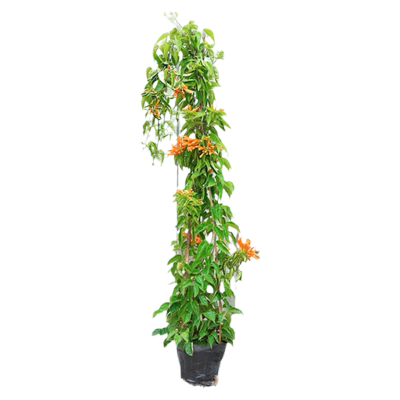 炮仗花爬藤植物四季庭院