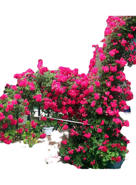 红木香花苗四季开花爬藤植物庭院