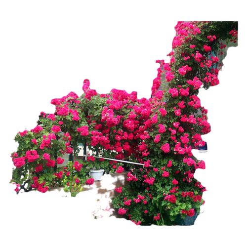 红木香四季开花苗爬藤植物甜蜜黄木香花庭院阳台无刺蔷薇盆栽花卉