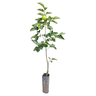 太秋甜柿嫁接果树苗木新品种果苗当年结果庭院地栽盆栽四川柿子苗