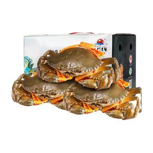 三门蟹青蟹鲜活特大超大全母红膏蟹膏蟹海鲜螃蟹红鲟黄油蝤蠓肉蟹