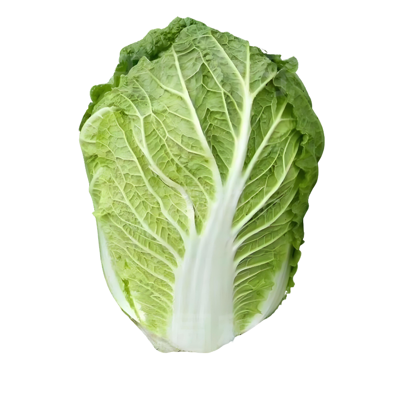 热抗50天耐高温大白菜种子