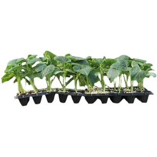 南方蔬菜种子种籽苗春季小番茄秧苗秧菜苗茄子豆角辣椒西瓜南瓜