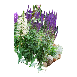 花镜绿植鼠尾草矾根小木槿亮晶女贞玉簪室外庭院绿化四季植物花卉