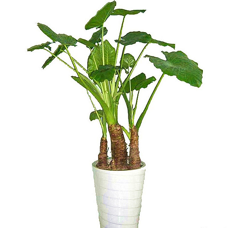 霸王芋滴水观音大叶绿植客厅大型水土培盆栽包活易成活合新手大苗