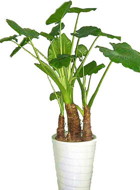 霸王芋大叶绿植盆栽包活