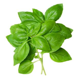 新鲜甜罗勒叶食用披萨草泰式品种罗勒酱调料青酱西餐食材摆盘装饰
