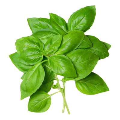 新鲜甜罗勒叶食用披萨草泰式品种罗勒酱调料青酱西餐食材摆盘装饰