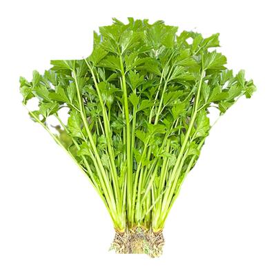 四季小香芹皇后西芹老品种