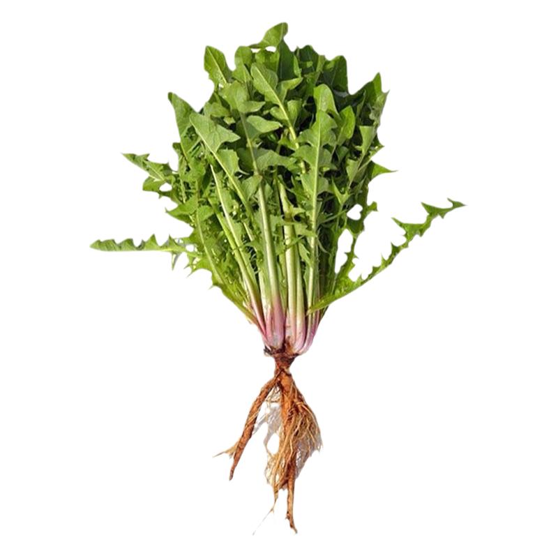 现货新鲜野生蒲公英整株带根