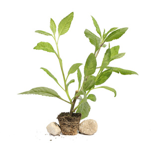 明月草苗盆栽白背菜降糖草神仙草蔬菜种植食用白子菜植物金鸡毛草